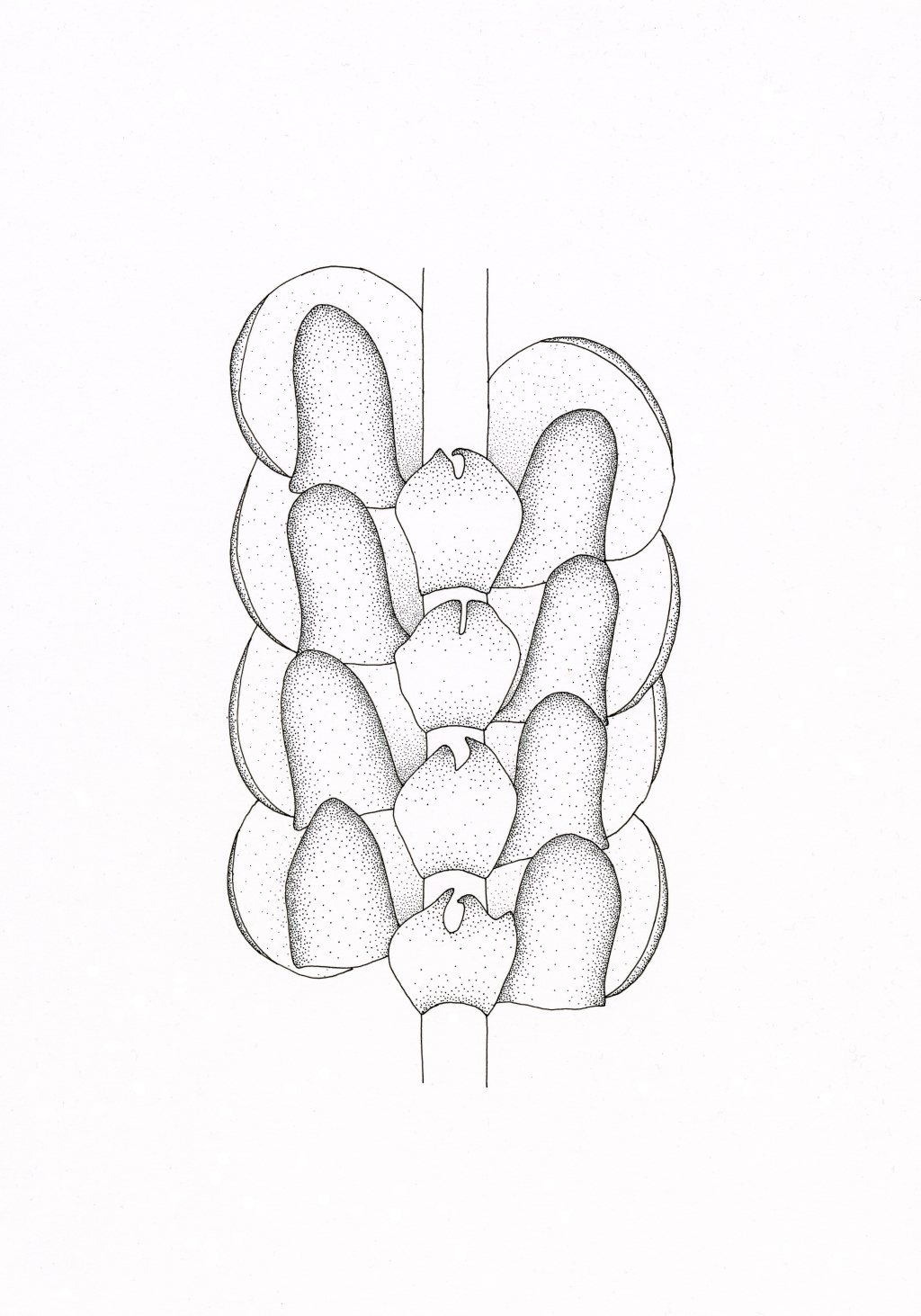 Frullaniaceae (hero image)