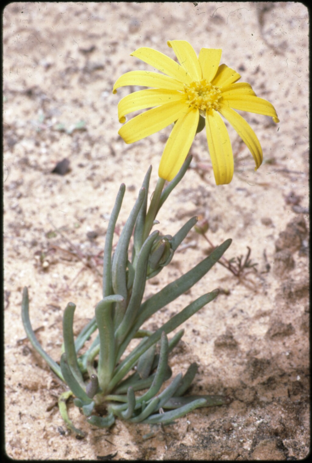 Senecio gregorii (hero image)