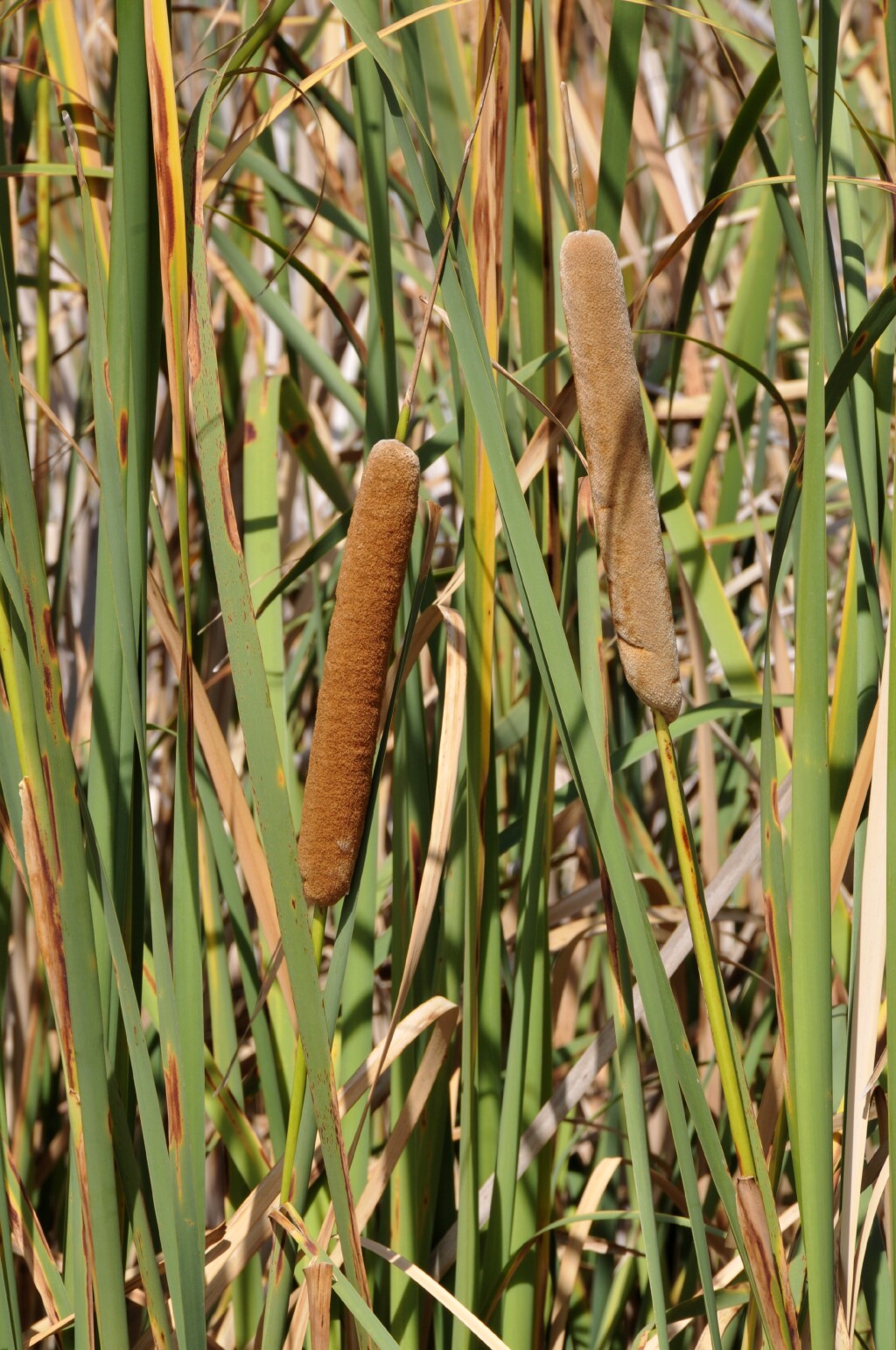 Typha orientalis (hero image)