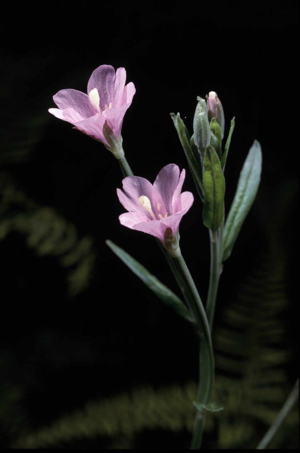 Epilobium pallidiflorum (hero image)