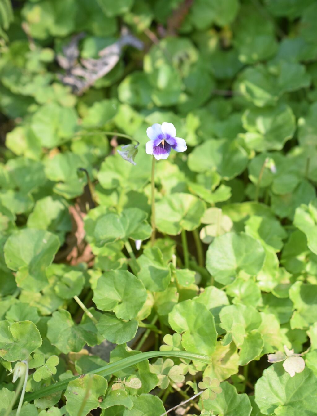 Viola banksii (hero image)