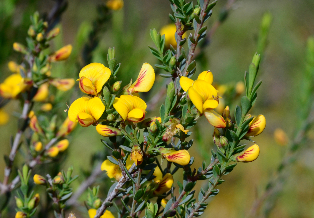 Eutaxia microphylla var. diffusa (hero image)