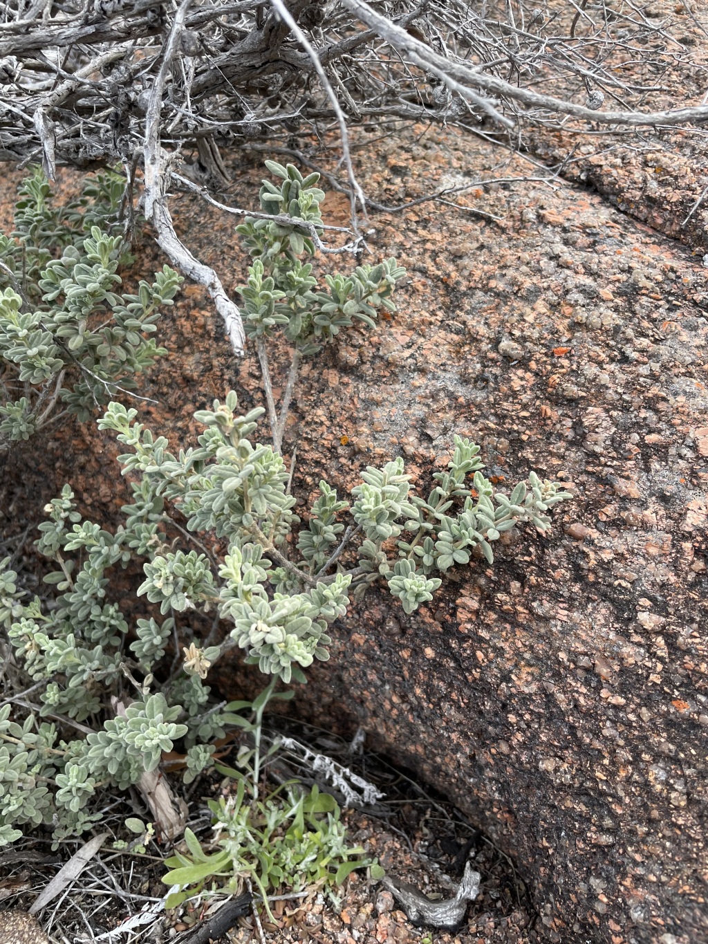 Zieria littoralis (hero image)