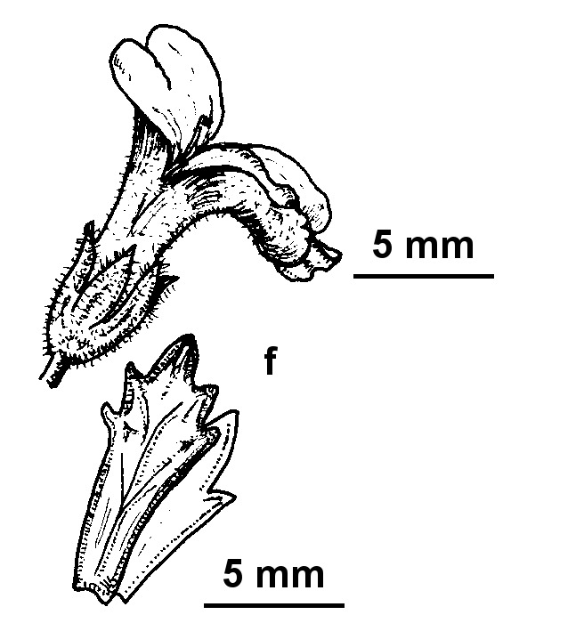 Euphrasia collina subsp. muelleri (hero image)