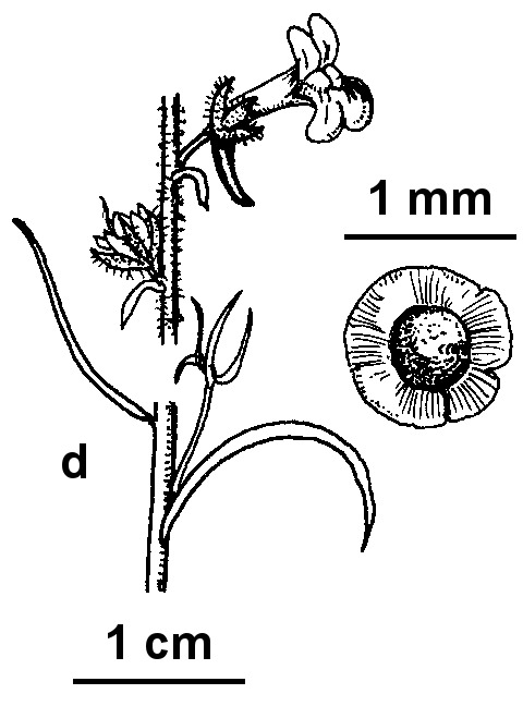 Linaria arvensis (hero image)