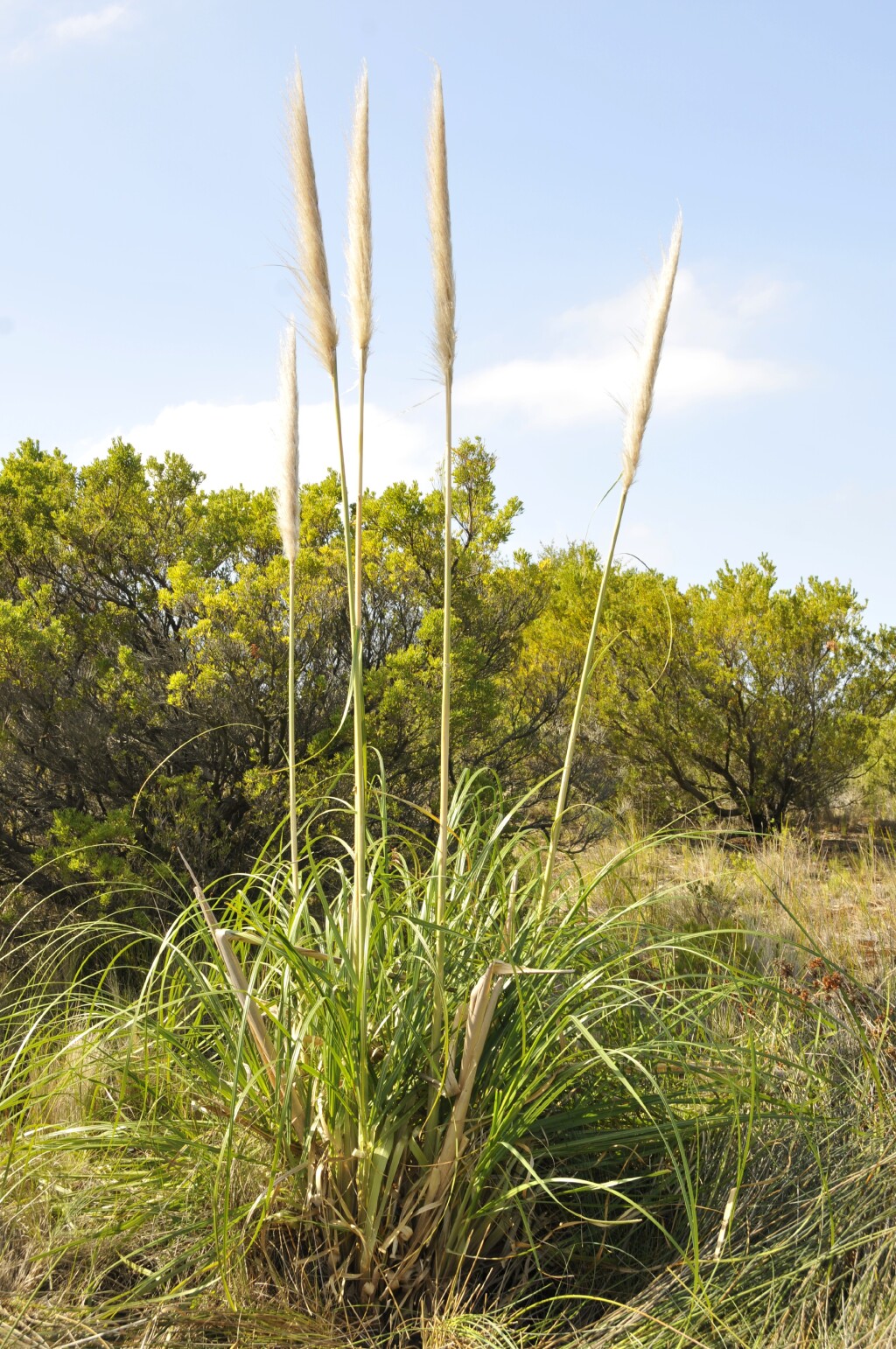 Cortaderia (hero image)