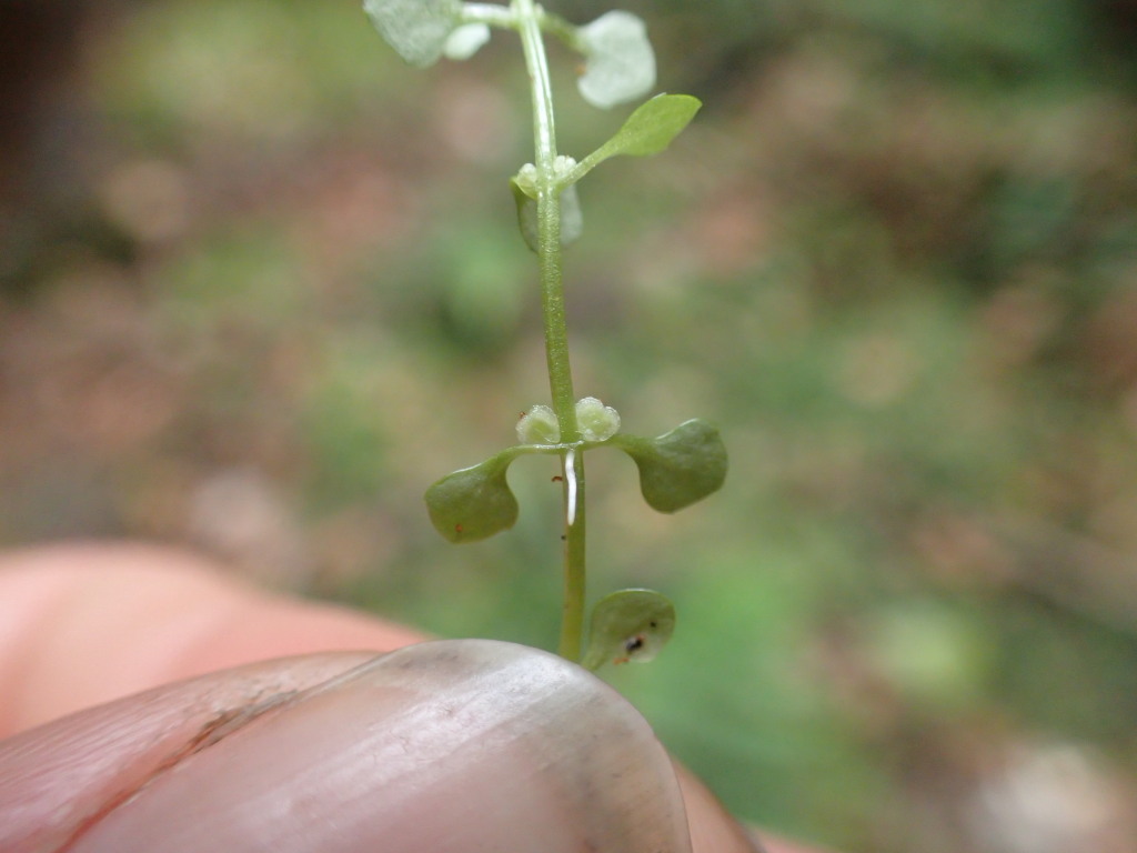 Callitriche muelleri (hero image)