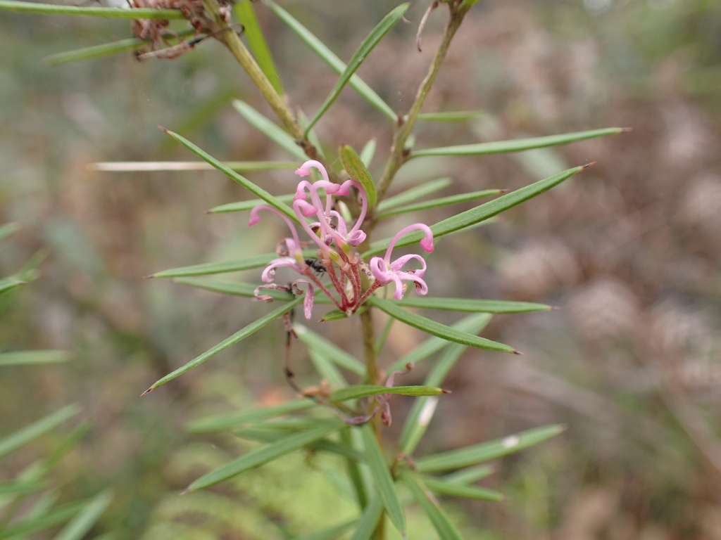 Grevillea patulifolia (hero image)