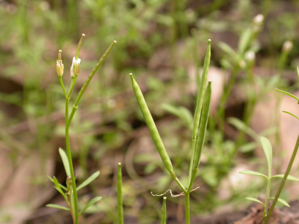 Cardamine moirensis (hero image)