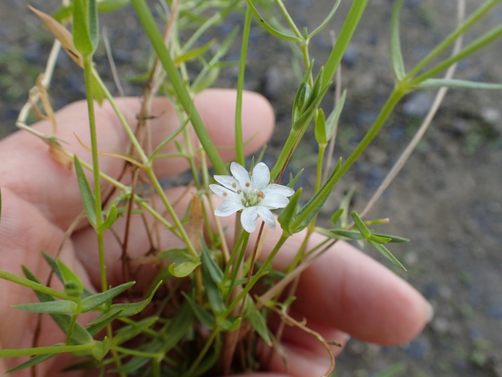 Stellaria angustifolia (hero image)