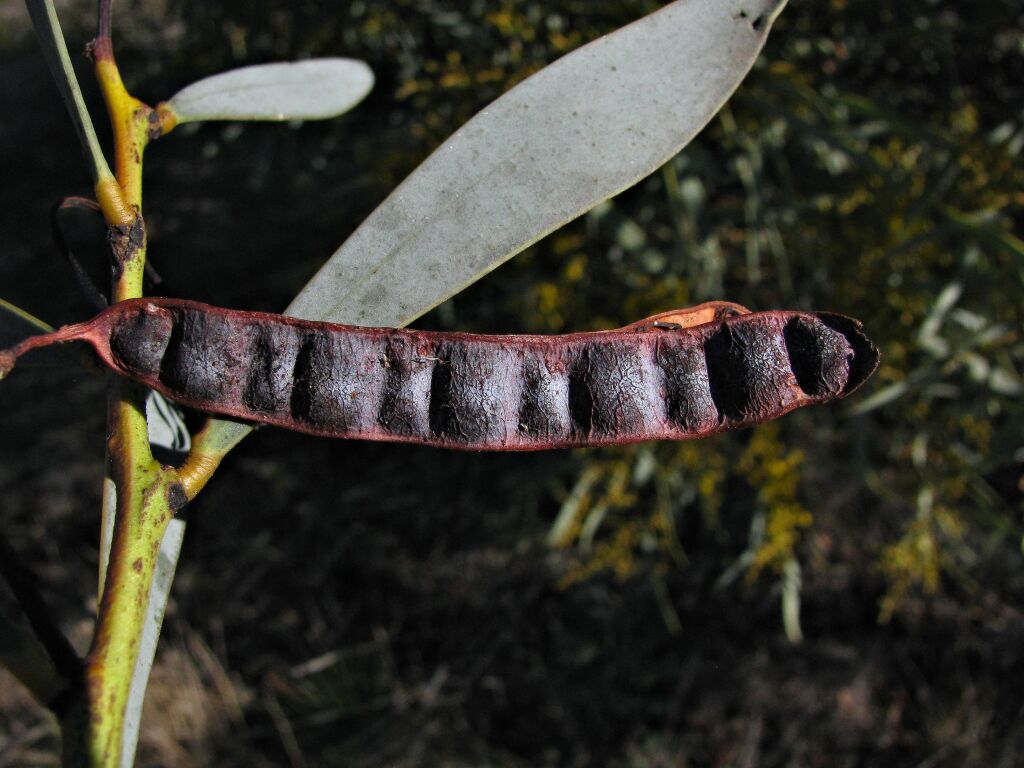 Acacia notabilis (hero image)