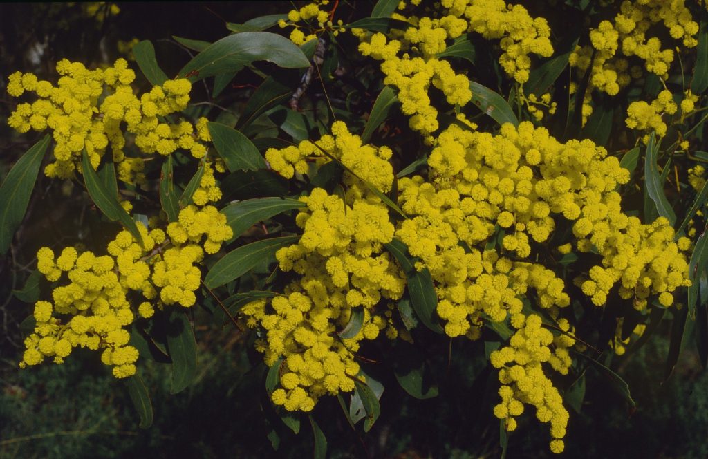 Acacia pycnantha (hero image)