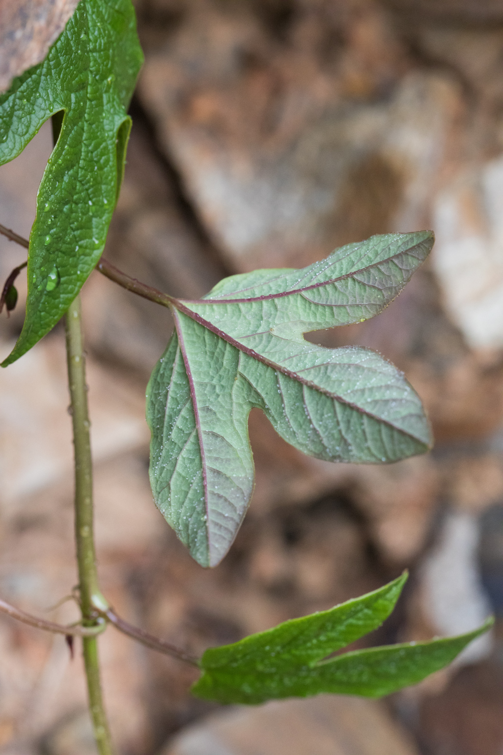 Passifloraceae (hero image)