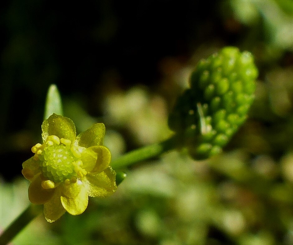 Ranunculus sceleratus subsp. sceleratus (hero image)