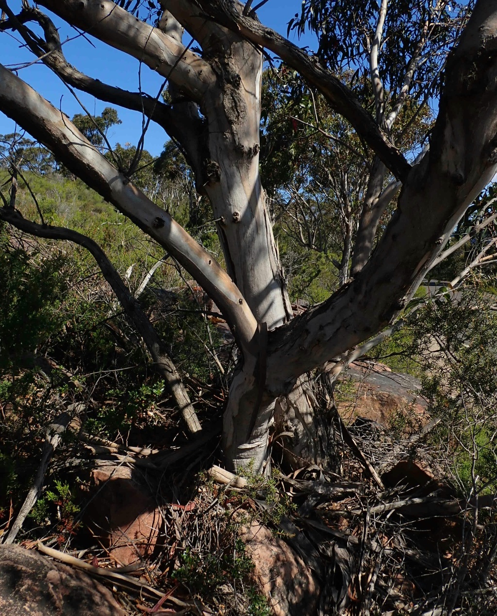 Eucalyptus alaticaulis (hero image)