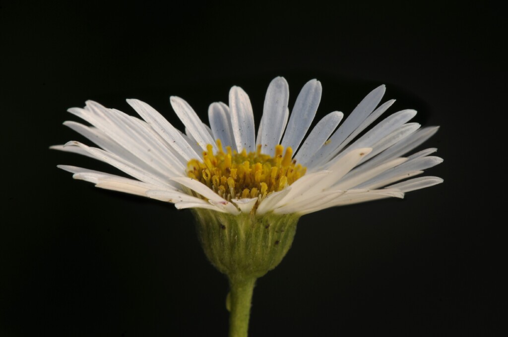 Erigeron karvinskianus (hero image)