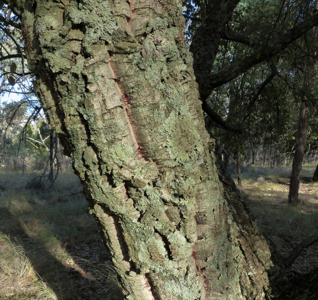 Quercus suber (hero image)