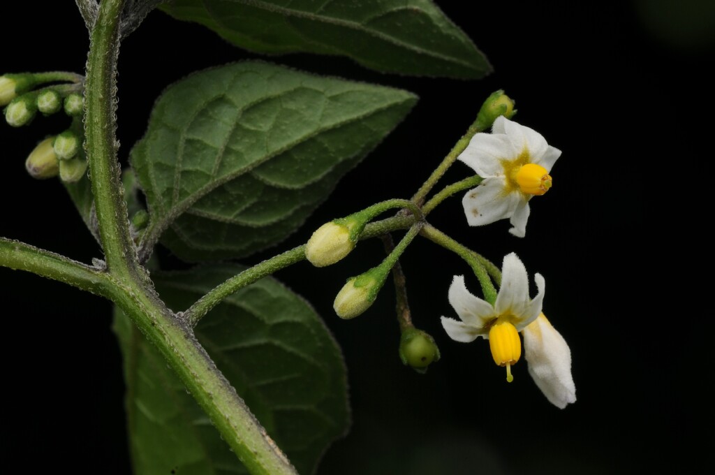 Solanum nigrum (hero image)