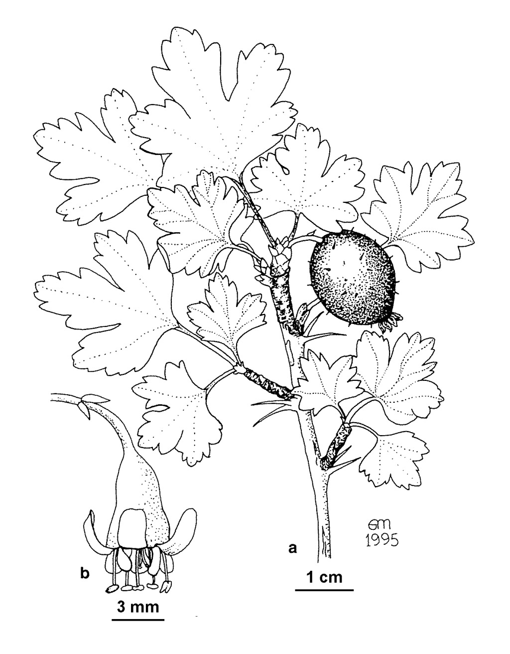 Ribes uva-crispa (hero image)