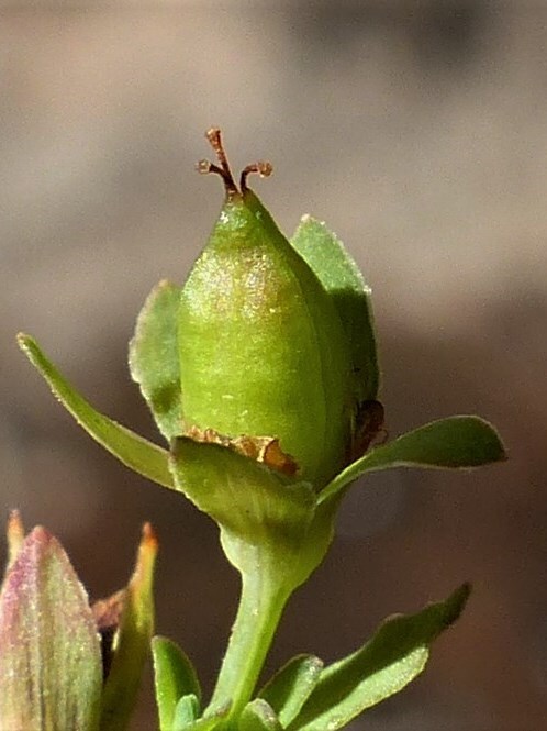 Hypericum japonicum (hero image)