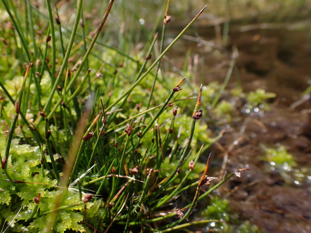 Isolepis aucklandica (hero image)