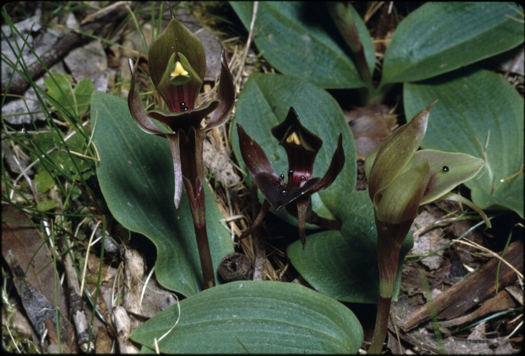 Chiloglottis valida (hero image)