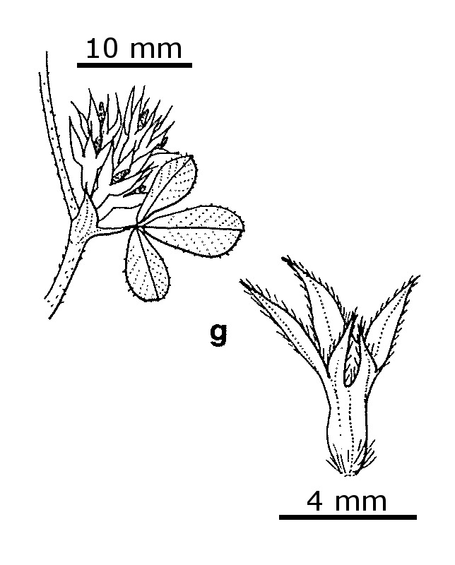 Trifolium scabrum (hero image)