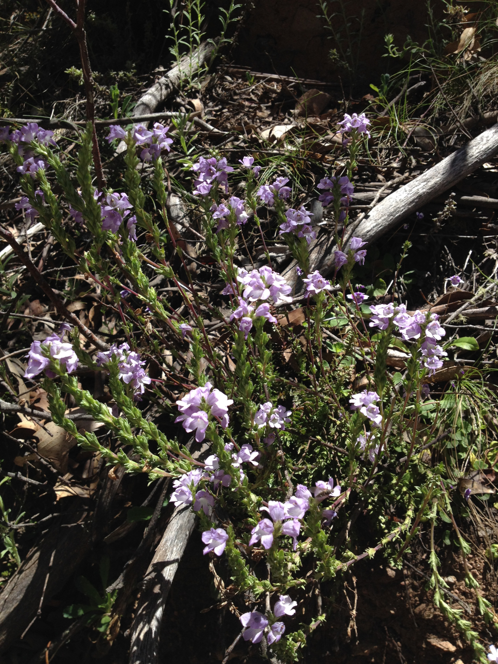 Euphrasia collina subsp. paludosa (hero image)