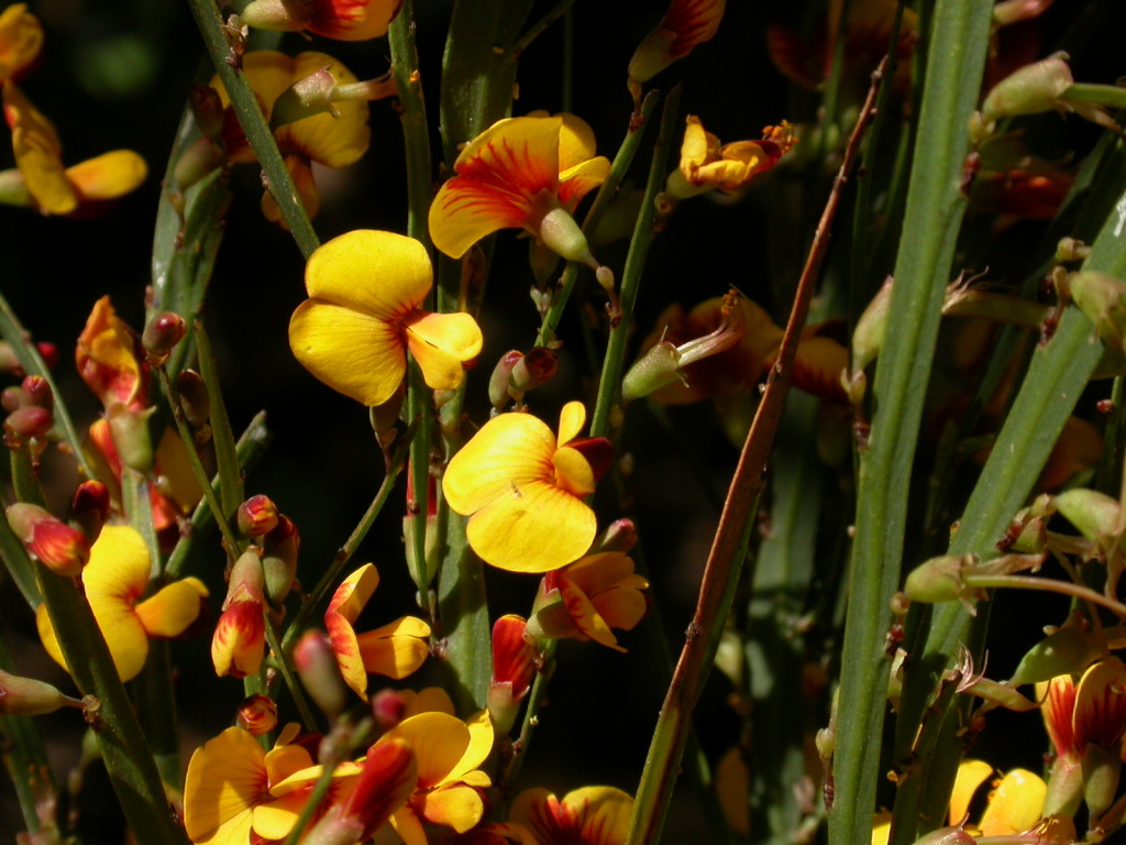 Bossiaea riparia (hero image)