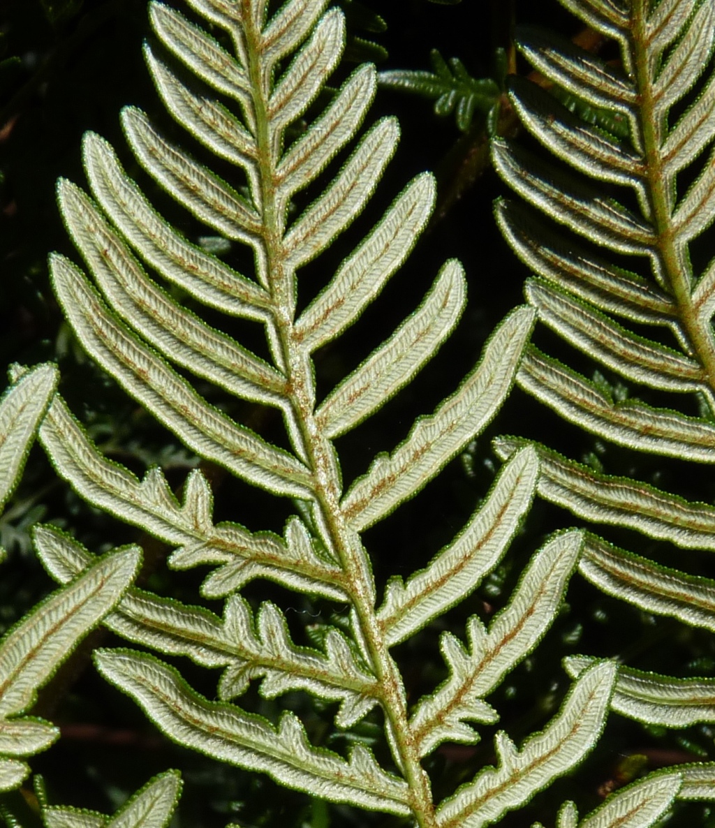 Pteridium (hero image)