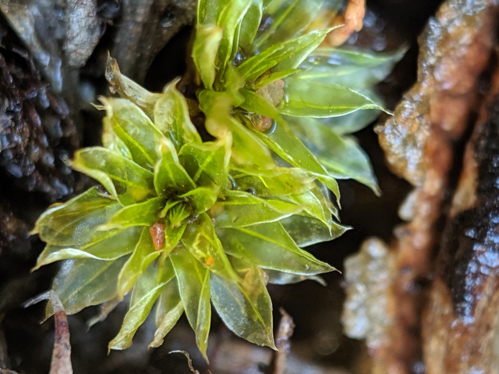 Rosulabryum billarderii (hero image)