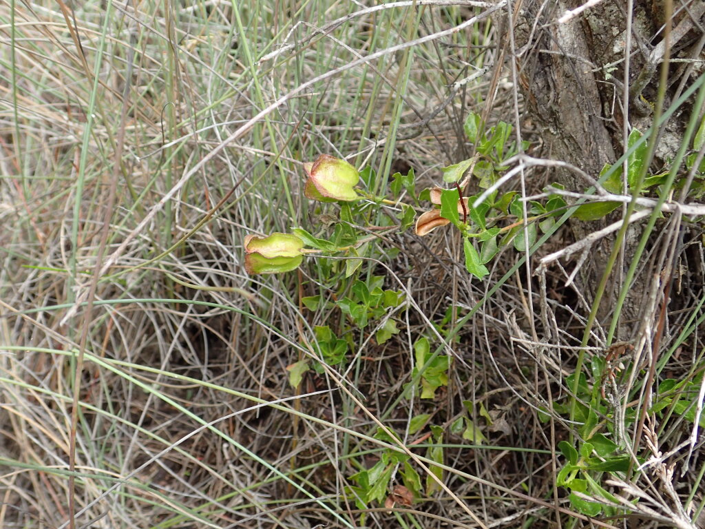 Dodonaea procumbens (hero image)