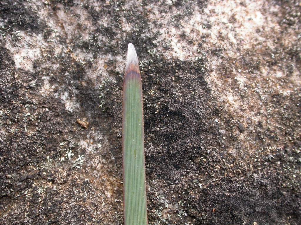 Lomandra multiflora (hero image)