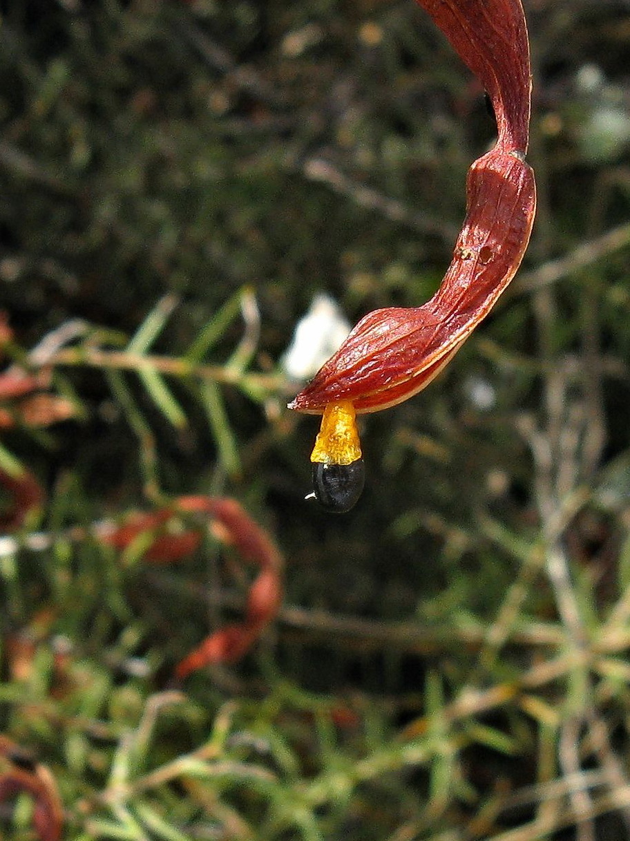 Acacia colletioides (hero image)