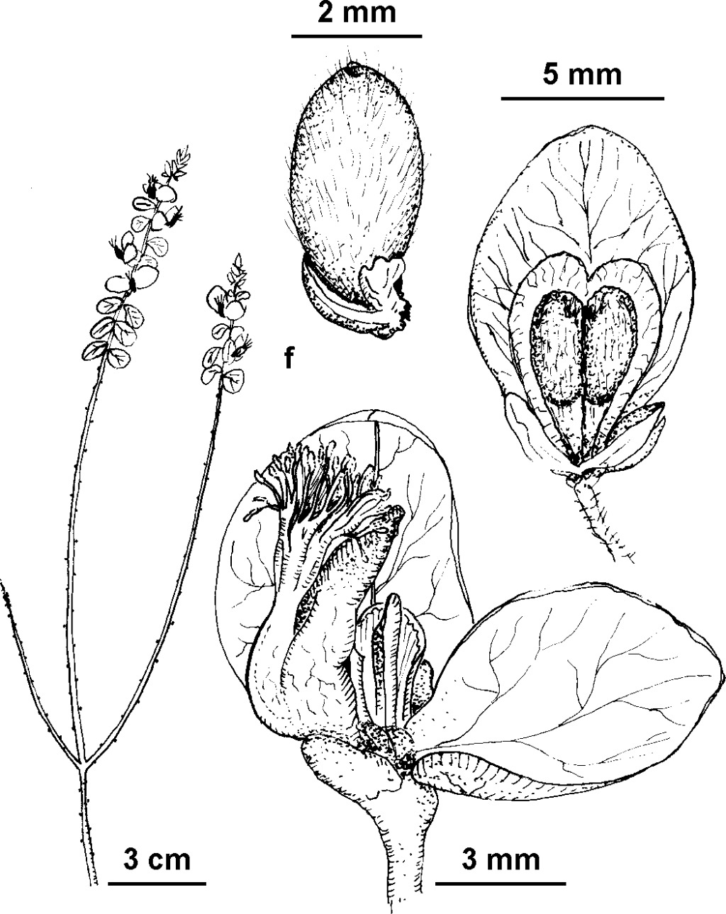 Polygala virgata (hero image)