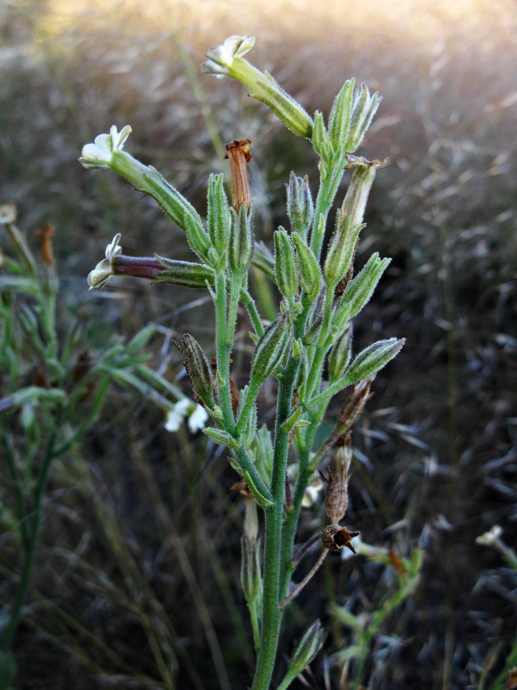 Nicotiana velutina (hero image)