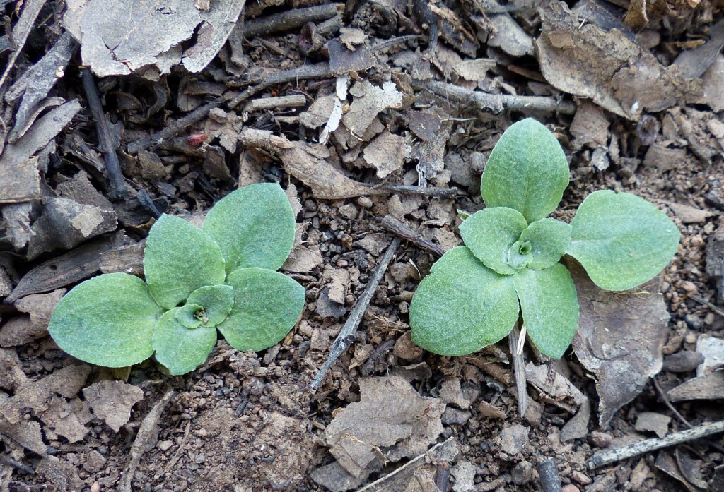 Pterostylis ampliata (hero image)