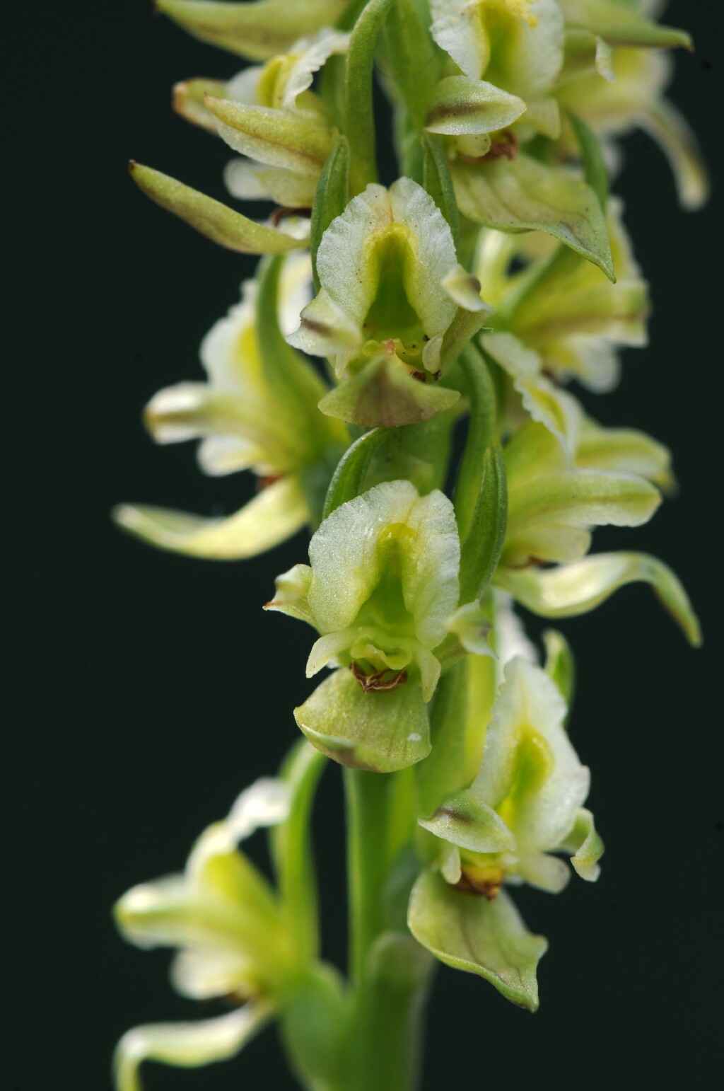 Prasophyllum litorale (hero image)