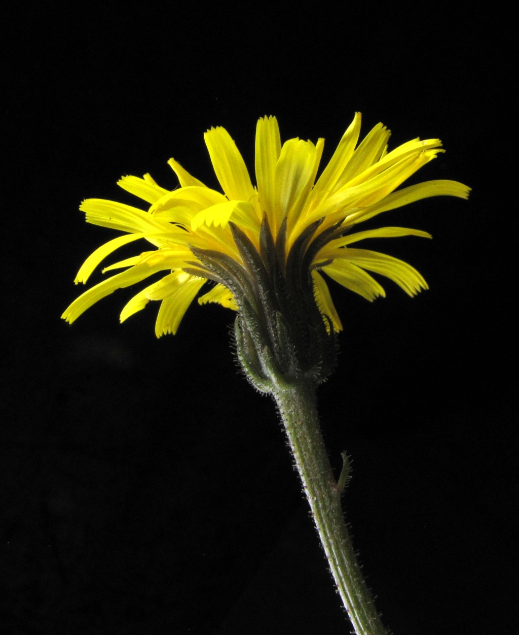 Picris angustifolia (hero image)