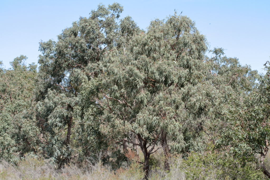 Eucalyptus conspicua subsp. conspicua (hero image)