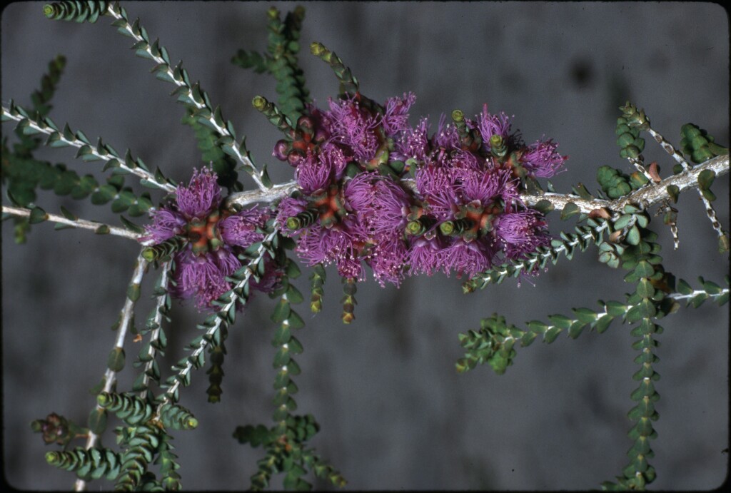 Melaleuca gibbosa (hero image)