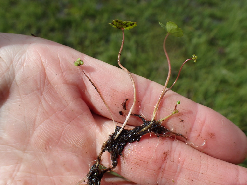 Hydrocotyle rivularis (hero image)