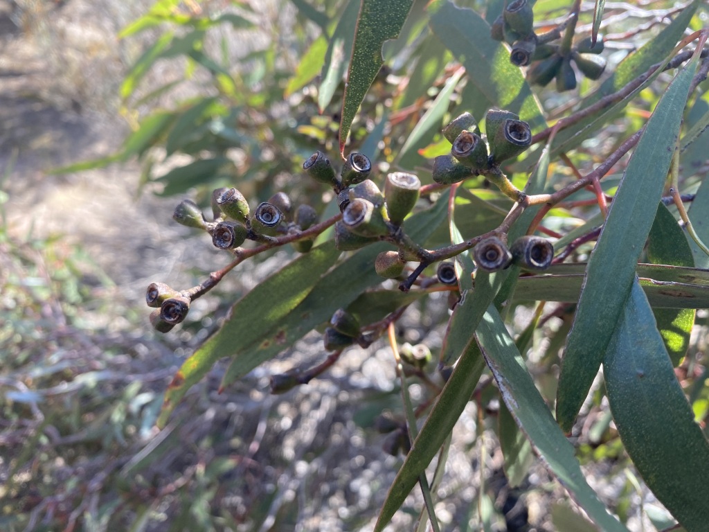 Eucalyptus froggattii (hero image)