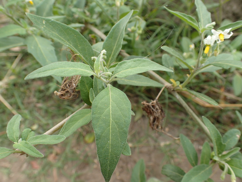 Solanum chenopodioides (hero image)