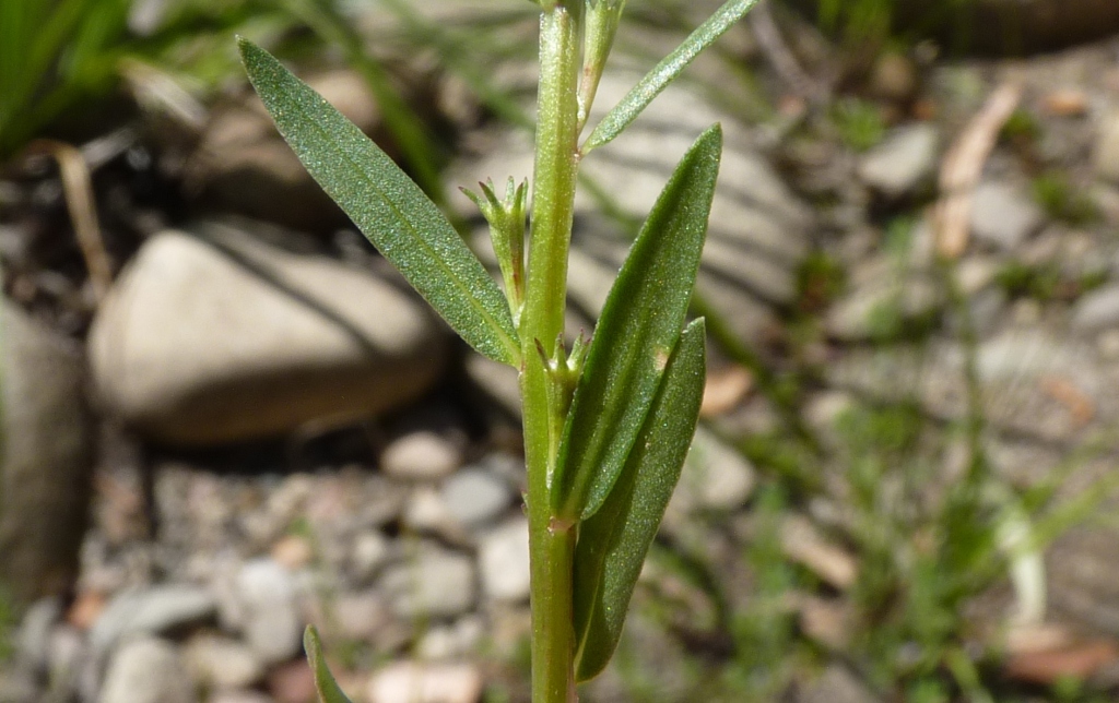 Lythrum hyssopifolia (hero image)