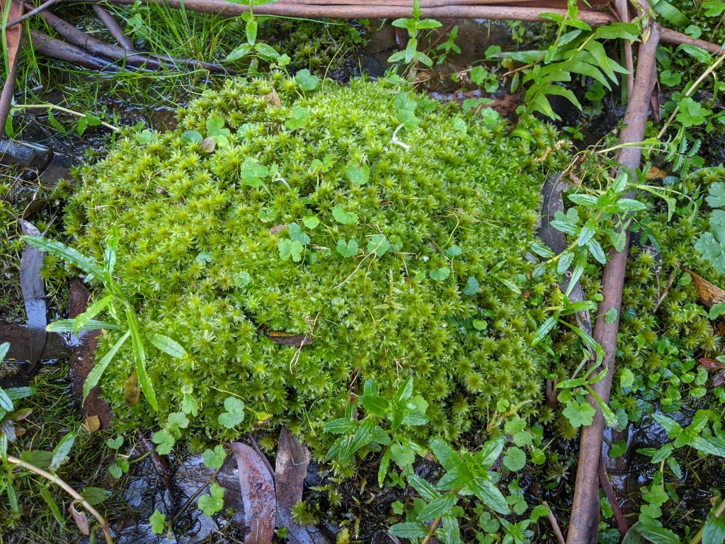 Rosulabryum wightii (hero image)