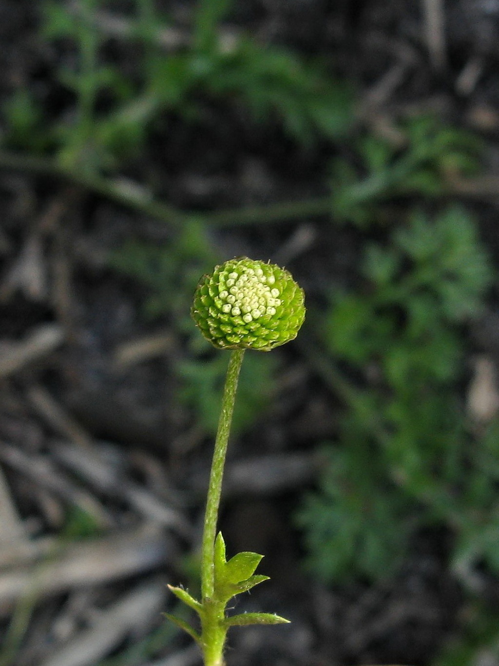 Cotula australis (hero image)