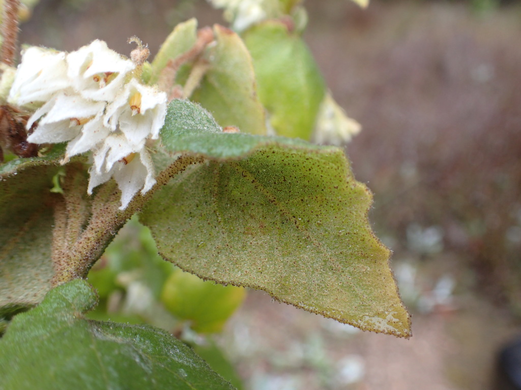 Lasiopetalum schulzenii (hero image)