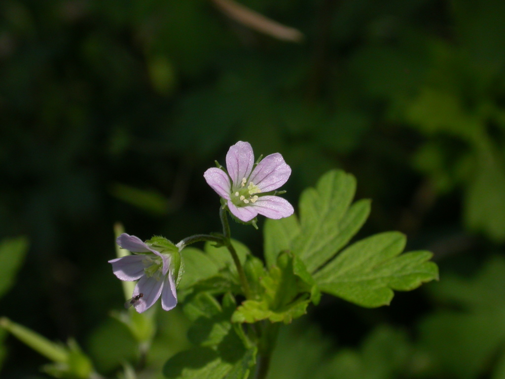 Geranium homeanum (hero image)