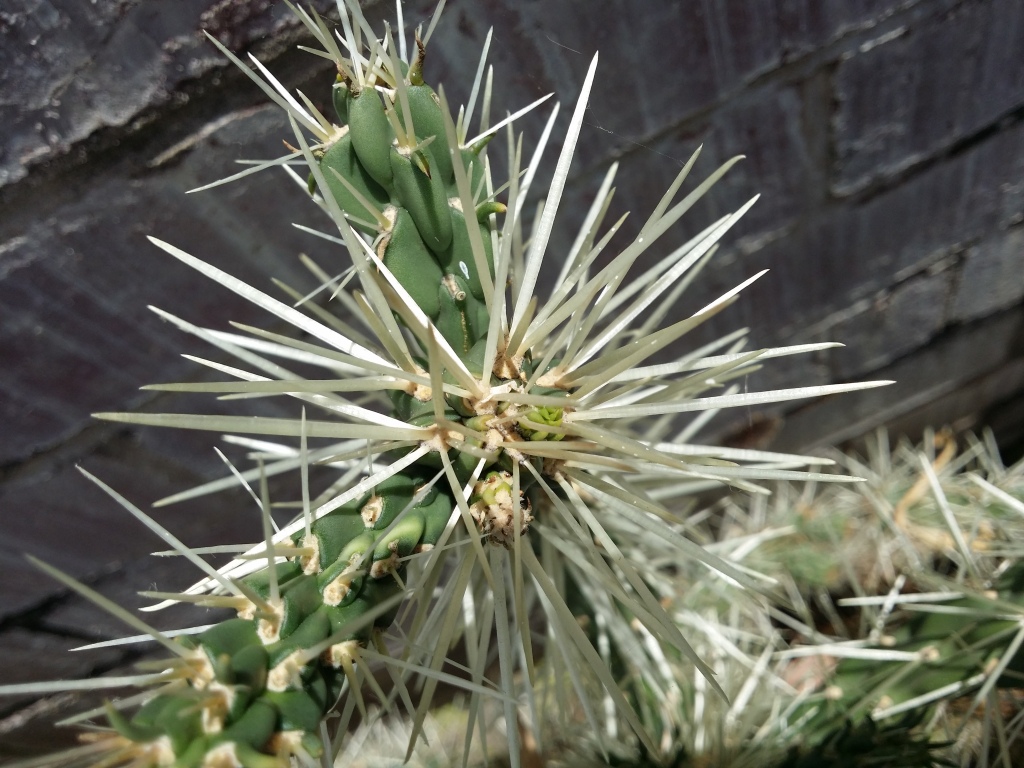 Cylindropuntia pallida (hero image)